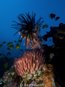 lots of stunningly beautiful sponges at the Alam Batu hou... by Beate Seiler 